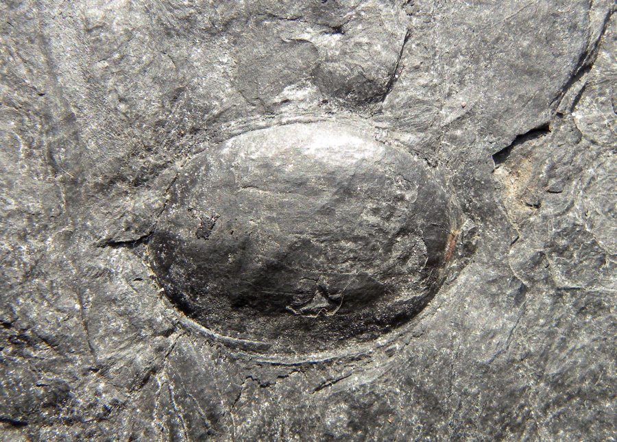 Carpolithus sp